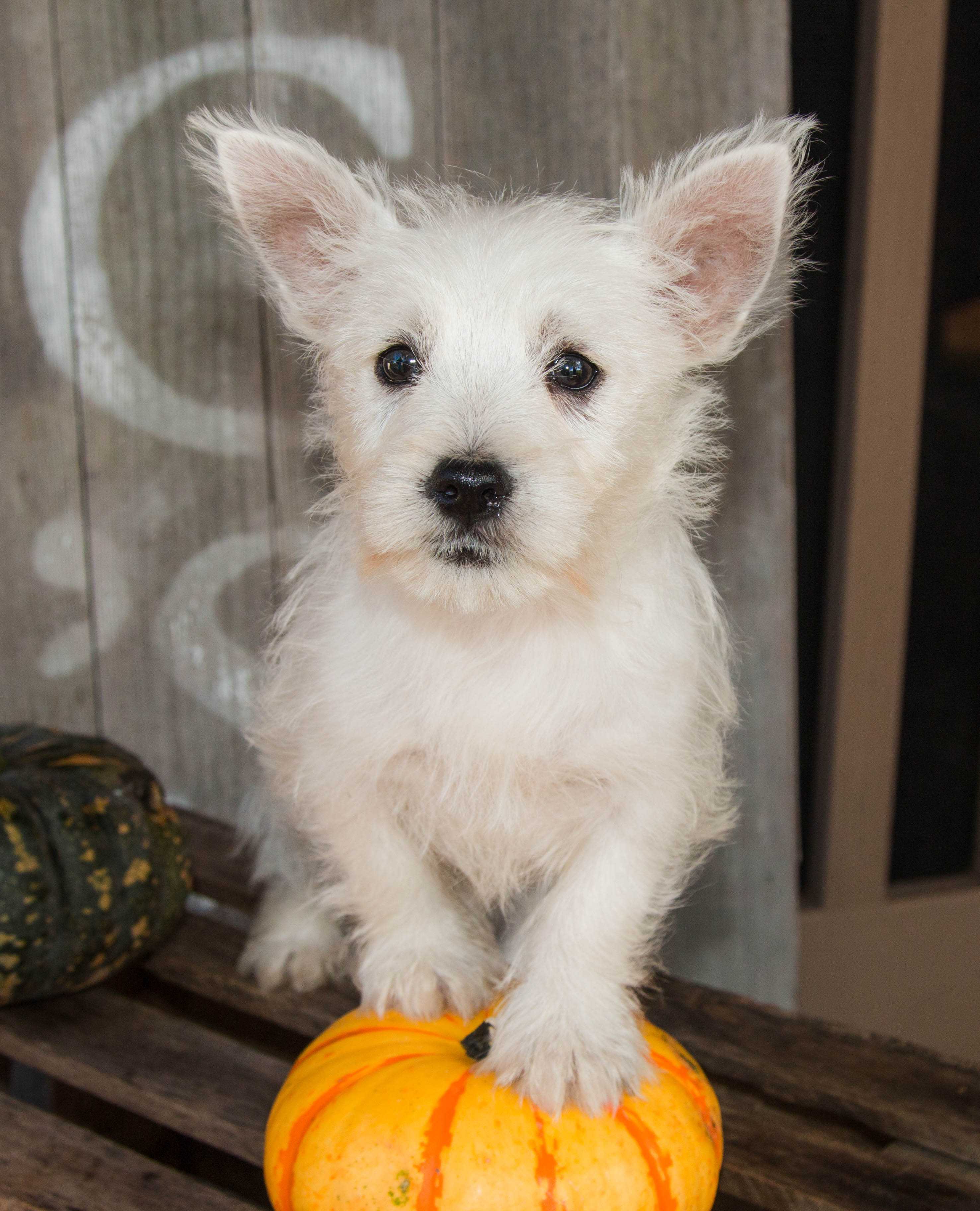 puppy, for, sale, West Highland White Terrier, Amos B. King, dog, breeder, Romney, WV, dog-breeder, puppy-for-sale, forsale, nearby, find, puppyfind, locator, puppylocator, aca